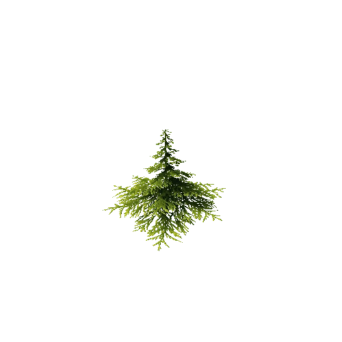 conifer tree1C